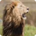Majestic lion standing proudly in the wild, showcasing its powerful mane and regal presence. Perfect for wildlife and nature enthusiasts.