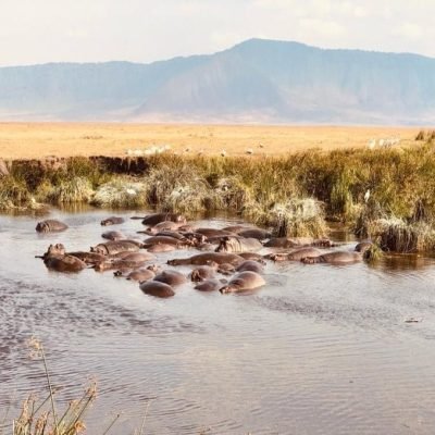 husnaSafari-hippos.jpg